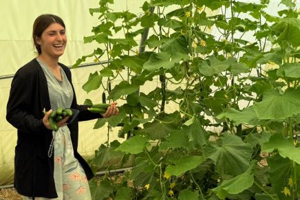 Yazidi women realize three dreams through plastic&nbsp;greenhouse